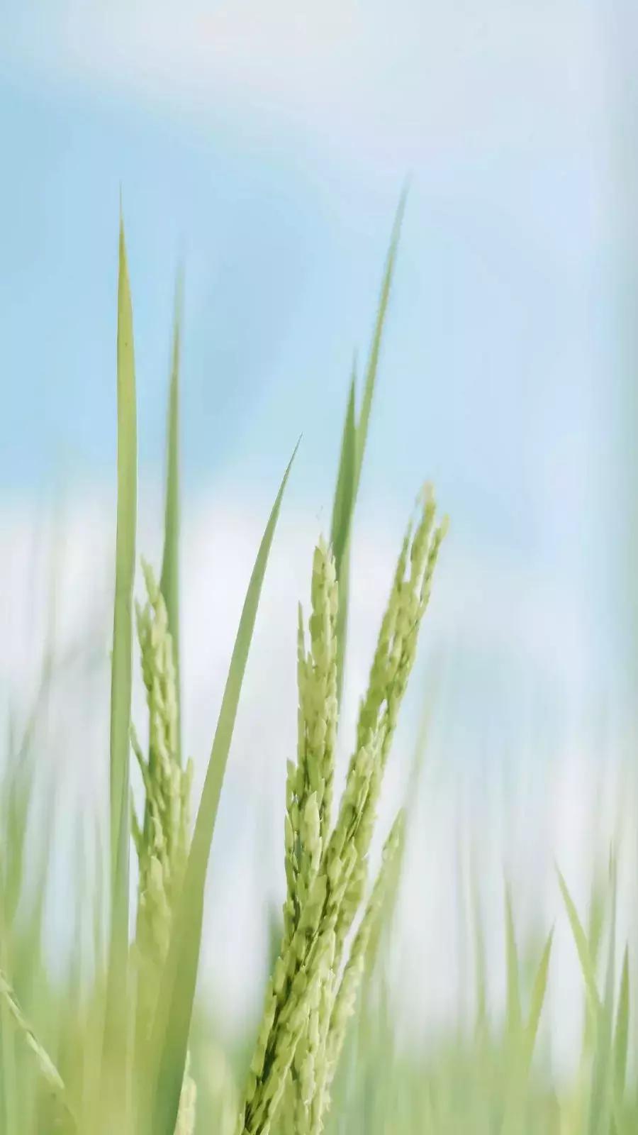 每日正能量激励，积累勇气迈向成功